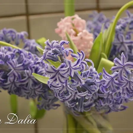 아파트 Dalia 프라하